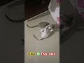 this  funnyiest cats #shorts#shortsfeed#trending#