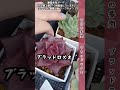 今日の多肉「ブラッドロメオ」2023年12月6日　 succulent 多肉植物 ＃shorts