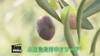 【エピソード１】小豆島のオリーブ