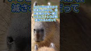 「カピバラは社交的な動物で、他の動物と一緒にくつろぐことが好き」カピバラは「世界一大きなネズミ」として知られています #1分雑学 #カピバラ #1分で分かる