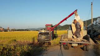 The first harvest of rice harvesting 2019-동양6조콤바인 900평 벼베기 2019첫 수확