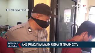 Kawanan Pencuri Ayam Petarung Birma Terekam CCTV, Pelaku Ternyata Tetangga Sendiri