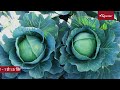 patta gobhi ki kheti🌱करते समय ये techniques👨‍🌾 पता होना जरुरी है cabbage farming पत्ता गोभी की खेती