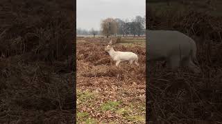 Deer #wildlife #Amazing #Beautiful #WhiteDeer ￼