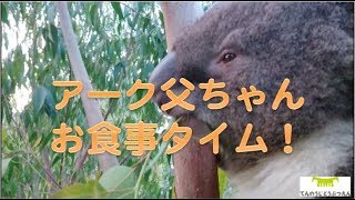 【天王寺動物園】アーク父ちゃんお食事タイム！