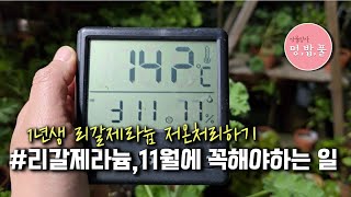 리갈제라늄,11월에 꼭 해줘야 할일 #1년생리갈저온처리하기 #멍밥풀