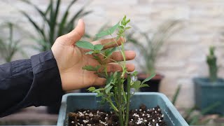 学会这一妙招，就能月季的新芽顺顺利利长大长高-开花