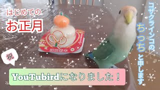 【コザクラインコ】新年ご挨拶と自己紹介　ちっちゃんVS鏡餅バトル⁉