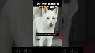 고기 반찬 달라는 진돗개 (강아지 의사표현)