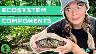 What Is An Ecosystem? | Elements of an Ecosystem