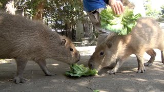 カピバラ　ピースはつらいよ　大宮公園小動物園