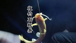 寂静之夜：一场神秘的珍稀鱼夜钓之旅