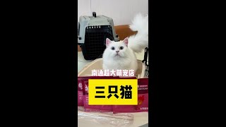 天呐，撸猫天堂！ 我在通州发现一家超大猫咪基地，上千只猫，你想要的这里都有#猫咪 #性价比 #宠物店 @南通三只猫(繁育基地)