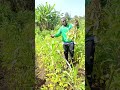 How and ways to maximize Bean Harvest: Accelerating Post-Harvest Drying with Traditional Oven Method