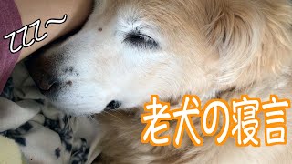 老犬ゴールデンの寝言が可愛すぎた♡