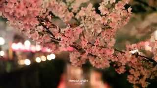 TOKYO SAKURA LIGHT UP at NAKAMEGURO 2014 中目黒の夜桜 HD