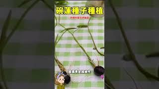 碗蓮種子種植多開花的方法#花花世界