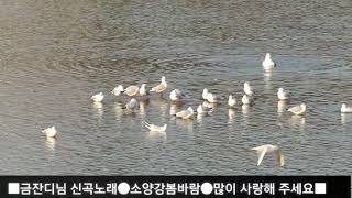 금잔디[소양강봄바람100탄]ㅡ울산태화강철새들로편집노래홍보직캠영상/21년3월촬영