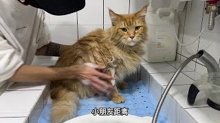 翻新洗护一位重量十八斤的缅因猫,乖巧听话，也太可爱了吧！【小程洗狗日记】