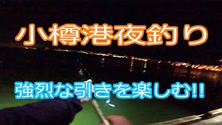 【釣り】北海道石狩湾小樽港夜釣り　強烈な引きを楽しむ!!　2022.8.21