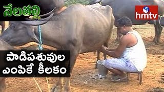 మేలు జాతి పశువులనే ఎంపిక చేసుకోవాలి..! Importance Of Dairy Farming | Nela Talli | hmtv