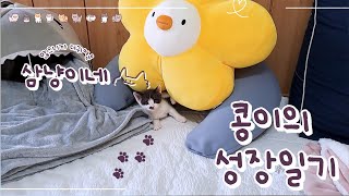 삼냥이네😸 콩이 성장일기 1~30일차