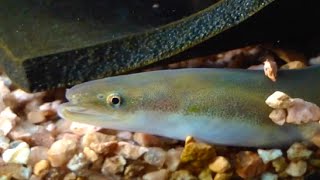 ニホンウナギ　Japanese eel　Anguilla japonica