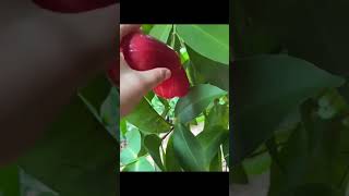 Wax -Apple ( Syzygium, samarangense ) Juicy Light Taste #satisfying #shortvideo