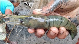 আজ দাদার পুকুর সেচে সব মাছ ধরা হল!!Fishing Sundarban village pond !!Sundarban Fishing!!