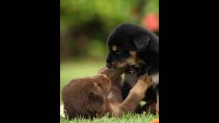 puppy Videos |Baby Dogs|Funny Dogs|Cute Dogs|Small Dogs|බලු පැටව්|eHistory