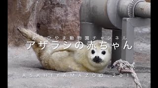 アザラシの赤ちゃん 旭山動物園2017