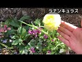 購入したら早めに植え付けよう！鉢、土、水やり、置き場。