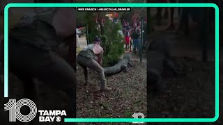 Florida man wrangles gator outside of Jacksonville elementary school