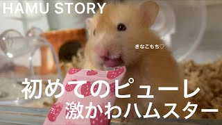 【ハムスター】初めてのはむはむぴゅーれ！食べる？食べない？｜ロングヘアー｜hamster｜可愛い動物