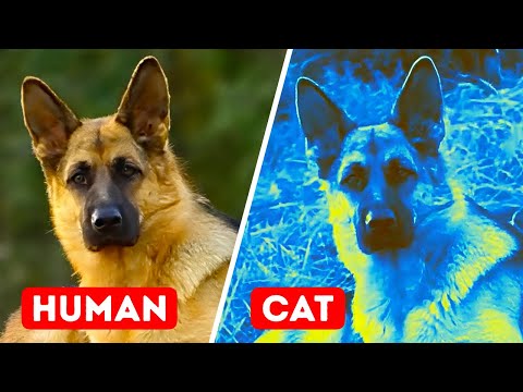 What animal eyes reflect orange at night?