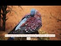 Did You Know? Incredible Speckled Pigeon Facts