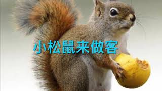 加拿大小时光 —simple living -小松鼠来做客 squirrel visit