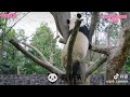 大熊猫叻叻爬树。panda lele climbing. panda 大熊猫 大熊猫叻叻 animals cute panda lele