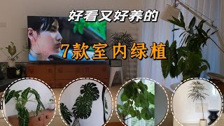 新手也能养好的高颜值绿植｜附入手价格及养护经验分享