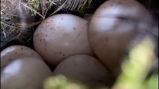 New Bird Nest Find!! Wren’s Nest with Eggs