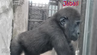 Gorilla D'jeeco 迪亞哥 Tayari 下課來玻璃房 等出去 / Jabali 呷百二 看小朋友。盪 2023-2-24 14:40-14:58