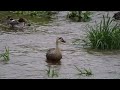 よく鳴くうるさいカルガモ鳴きながら飛んで行っちゃったカモ