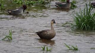 よく鳴くうるさいカルガモ鳴きながら飛んで行っちゃったカモ