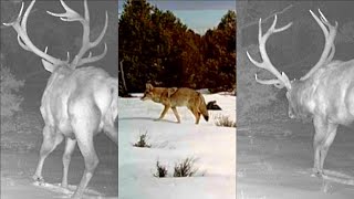 Winter Trail Cam Compilation - Elk & Mule Deer