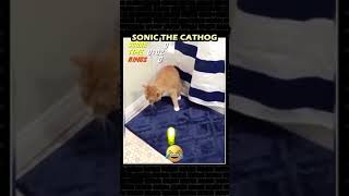 Já começaram os testes de elenco para o novo filme do Sonic!😅 #shorts #placasdehumor #sonic #gatos