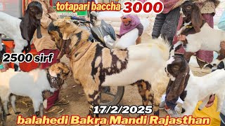 balahedi Bakra Mandi live update Rajasthan Ki Sabse Badi Bakra Mandi saste bacche totapari ke