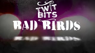 Marijuana cartoon Series: 2 birds 1 Stoned - | Twit Bits | "Bad Birds" | WHO IS THIS TWIT?  (EP 3)