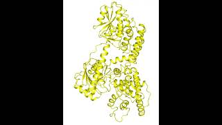 Rat peroxisomal multifunctional enzyme type 1