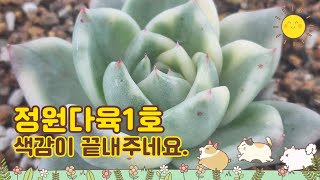 3월17일 ㅡ정원다육2탄ㅡ  가물었던 땅에 봄비가 내리고 있습니다. 올해도 대풍을 기원하며2탄 시작하겠습니다. 정원댁010.7370.2040