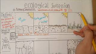 Succession Notes
